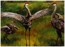 Sandhill Cranes in Oil Paint, Julianne at Ballet, by Kelly Arnold, painted in oils, art instruction, art classes, Stuart, Florida, 15 year artist and art instructor, oils classes, acrylics classes, watercolor classes, drawing classes, computer graphics classes, all mediums classes, sculpture classes, puppets classes, plein air classes, Port Salerno, Jensen Beach, Stuart Florida