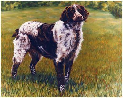 Lady, Brittany Spaniel