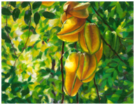 Starfruit Painting in Oil